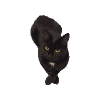 Black Cat Monty Sticker