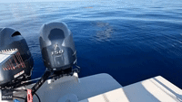 Fishermen Spot Large Great White Shark Off Florida Keys