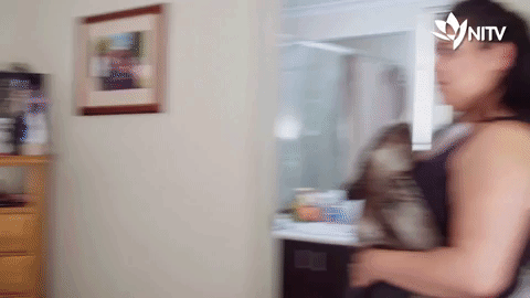 nitv familyrules GIF