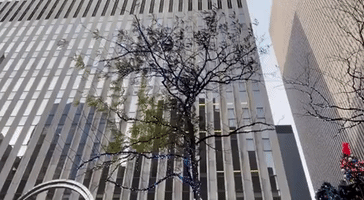 Fox News Christmas Tree Rebuilt in Midtown Manhattan