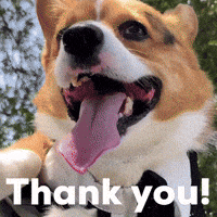 Dog Thank You GIF