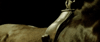 raw movie GIF by FocusWorld