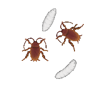 Illustration Bug Sticker