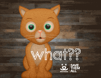 Excuse Me Reaction GIF by Best Friends Animal Society