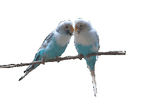bird STICKER