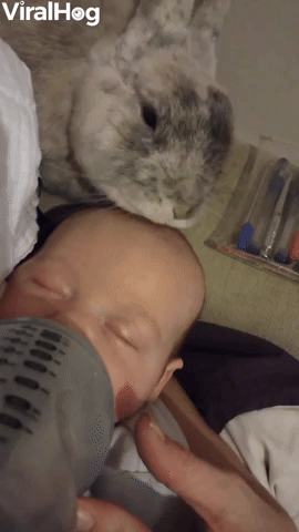 Baby and Bunny Become Best Friends