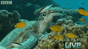 bbc one blue planet 2 GIF by BBC
