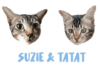 Cat Suzie Sticker