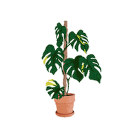 Variegated Monstera Sticker by Monstera Mania