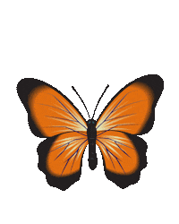 Color Butterfly Sticker