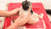 Dog Aww GIF by JustViral
