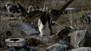 blue footed booby birds GIF by Nature on PBS