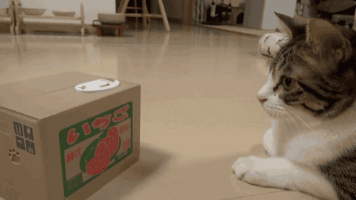 cat box tips GIF