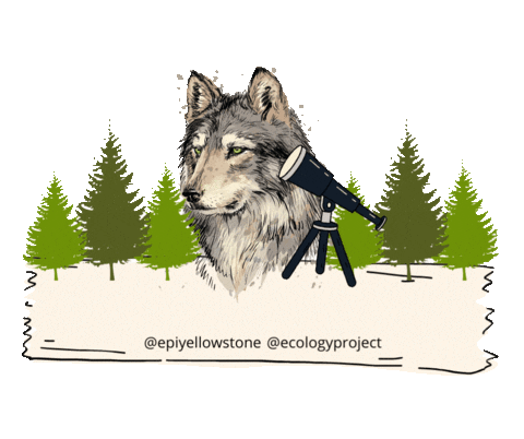 Wolf Wolves Sticker by Ecology Project International
