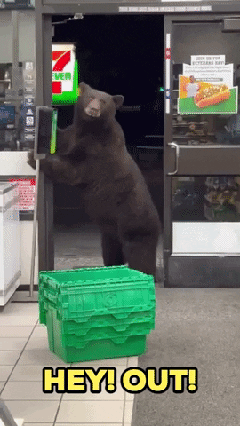 7-Eleven Bear GIF by Storyful
