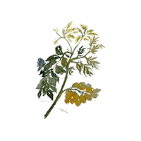 Art Flower Sticker