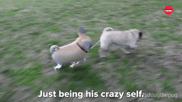 Doug The Pug Dog GIF by BuzzFeed