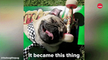 Doug The Pug Dog GIF by BuzzFeed