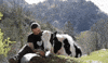 Cow Cattle GIF
