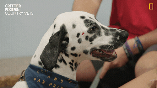 National Geographic Vet GIF by Nat Geo Wild