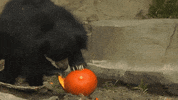 Sloth Bear Eating GIF by Brookfield Zoo