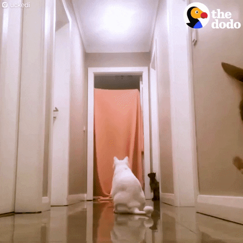 cats what the fluff GIF by The Dodo