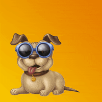 hercosulalimentos gato pets gatos cachorro GIF