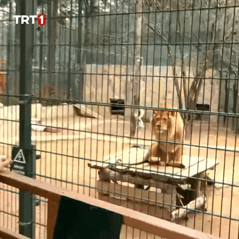 Tiger Wow GIF by TRT
