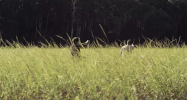 fire song GIF by TIFF