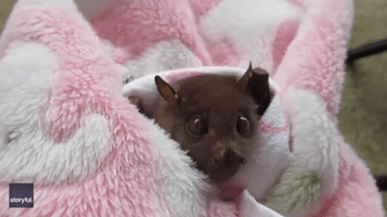 Tube-Nosed Bat Injured on Barbed Wire Fence Enjoys Tasty Smoothie at Queensland Sanctuary