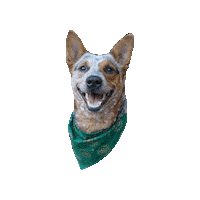Blue Heeler Smiling Dog Sticker by Geekster Pets