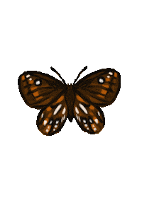 MrsRockett butterfly new zealand flora newzealand Sticker