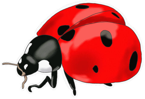 aweberdev ladybug aweberdev Sticker