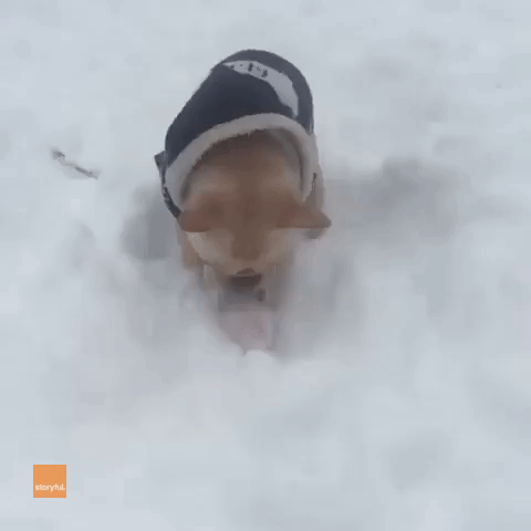 Determined Dog Tries His Best to Play in the Snow