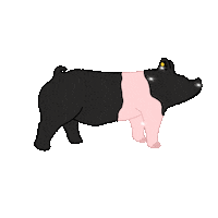 nestatefair shower fair showing nebraska Sticker