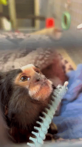 Rescued Marmoset Enjoys Chin Scratches at Oakland Zoo
