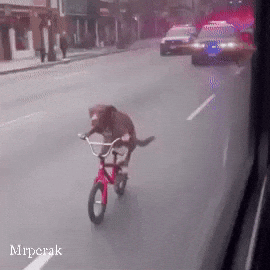 Art Dog GIF