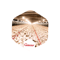 Cumberland Avicultura Sticker by GSI Brasil