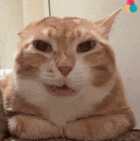 Cat Meme GIF