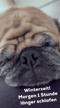 Time Funny Dog GIF