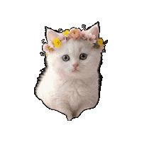 Cat Momo Sticker