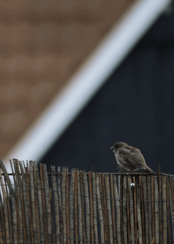 house sparrow bird GIF by Head Like an Orange