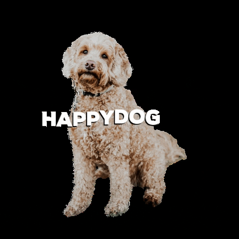 tHuisdiertje giphygifmaker thuisdiertje happydog GIF