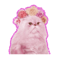 angry cat STICKER by imoji