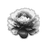 Mothers Day Flower Sticker by CDL_SM