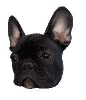 French Puppy Sticker