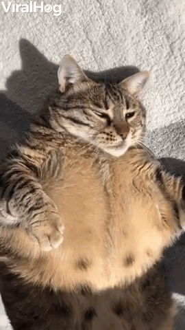 Sefa the Chonky Cat Loves to Sunbathe