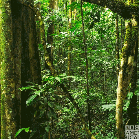Amazon Forest GIF by BBC America