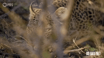 Dont Mind Me Season 2 GIF by PBS