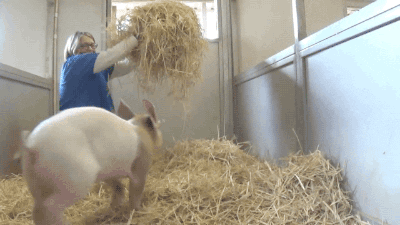 pig GIF